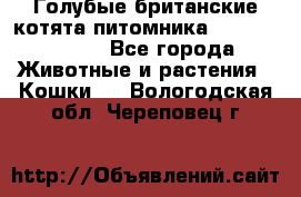 Голубые британские котята питомника Silvery Snow. - Все города Животные и растения » Кошки   . Вологодская обл.,Череповец г.